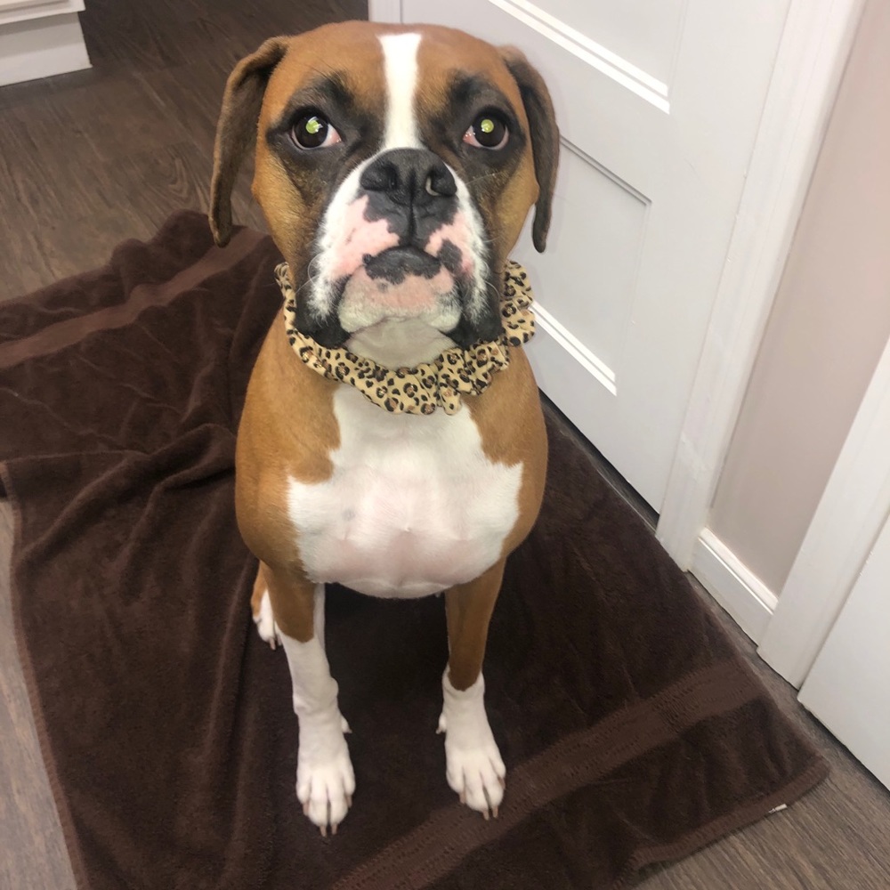 SCRUNCHIE DOG COLLAR/ OR SET